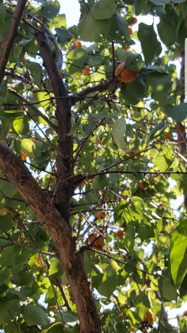 Азия. Среда. Азия. Среда.