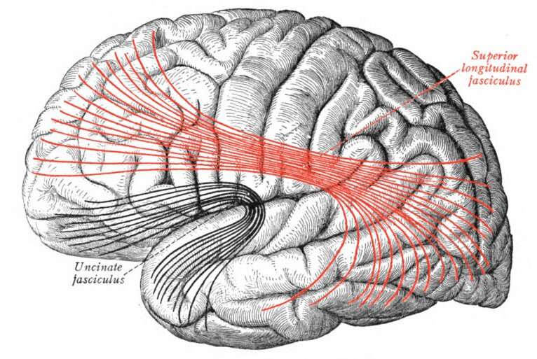 Keeping the aging brain connected with words and music