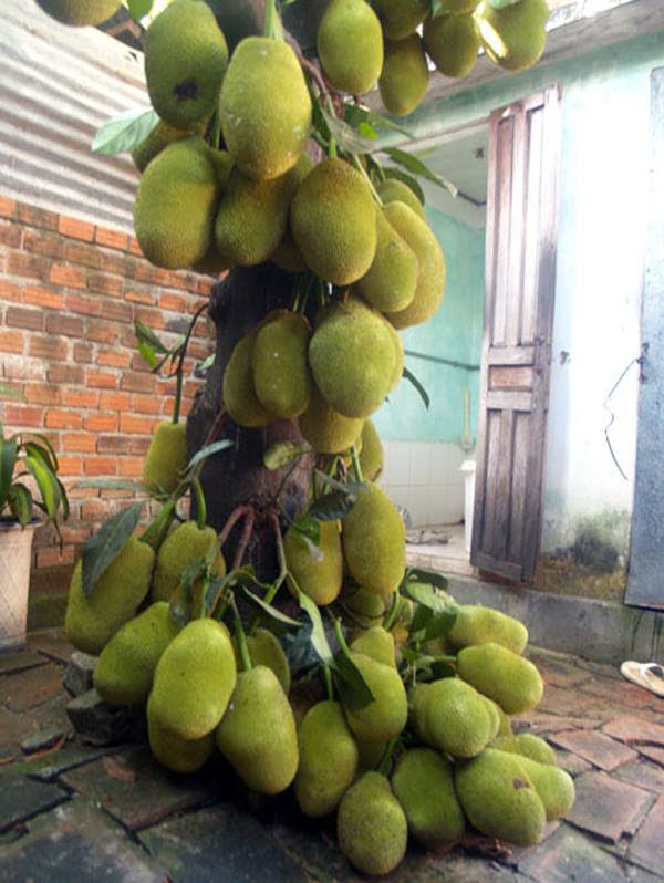 Mãn nhãn với những vườn cây cho ra trái trĩu trịt tưởng chỉ có trong mơ - Ảnh 24.