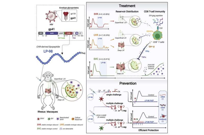 A fatty designer molecule shows promise as an HIV treatment