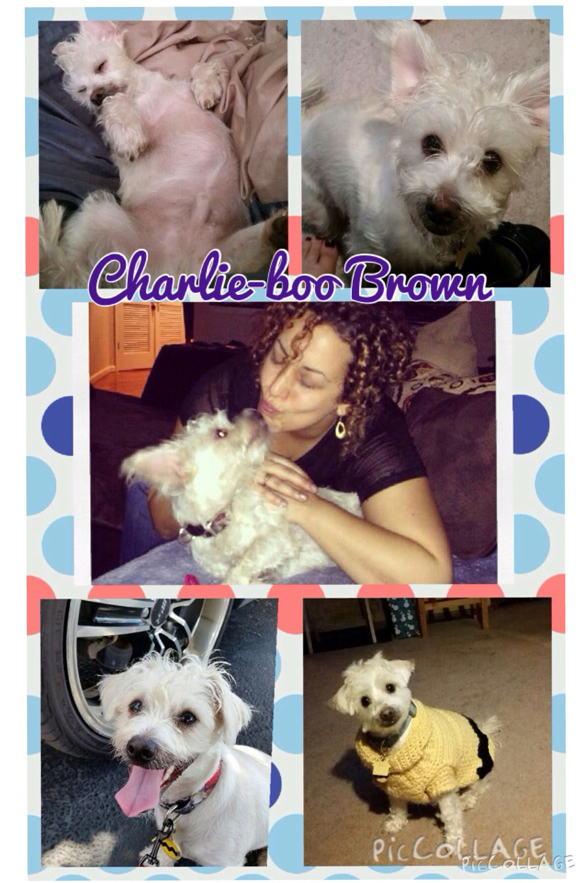 Happy Tails! – CHARLIE-Boo BROWN (pka Fitch) | K-9 Angels Rescue