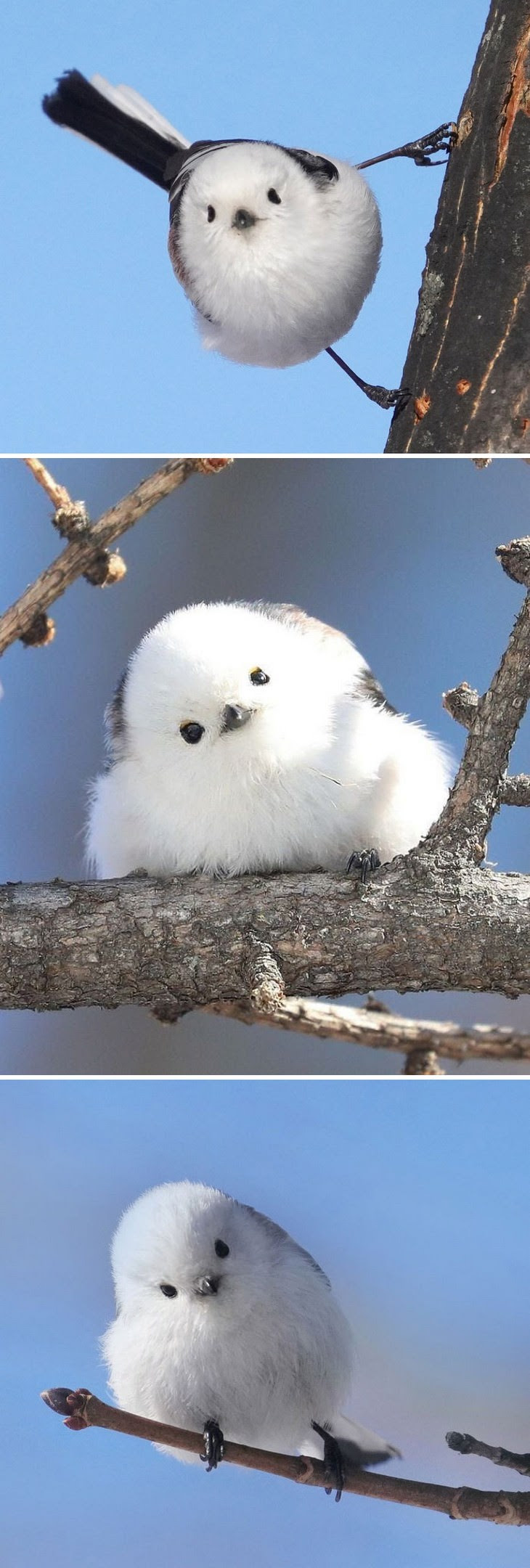 5. Blue Tailed Tit