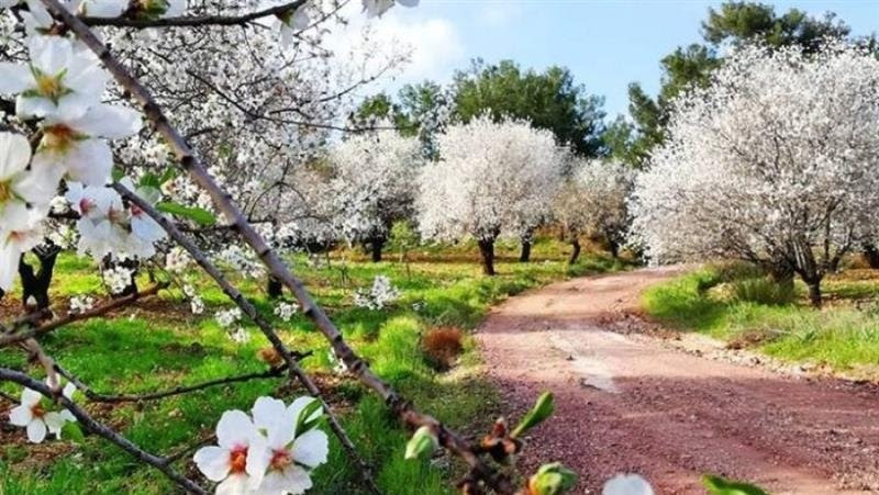 Datça er klar til å arrangere sin årlige Mandel Blossom Festival
