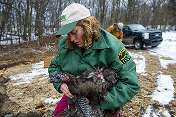 A DNR staffer is shown getting ready to release a turkey into the wild.