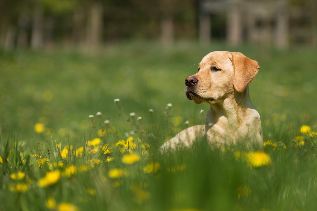 Dog seating on the grass