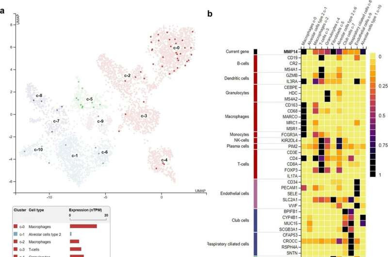 Cell entry mechanism of SARS-CoV-2 and therapeutic target for COVID-19