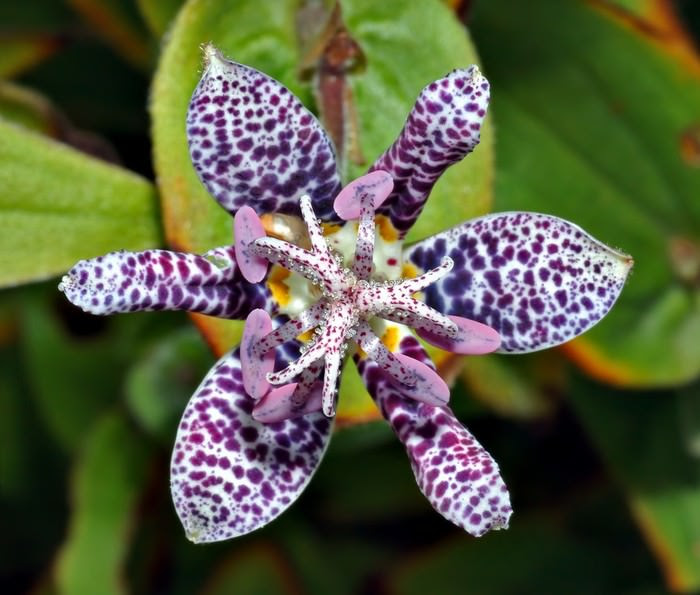 Incredible Flowers