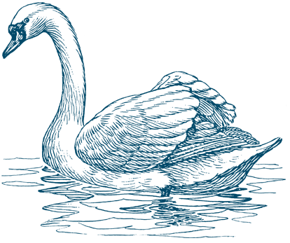 Image result for the swan