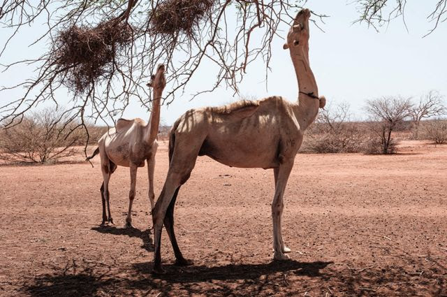 Dois camelos famintos comem galhos secos no Quênia