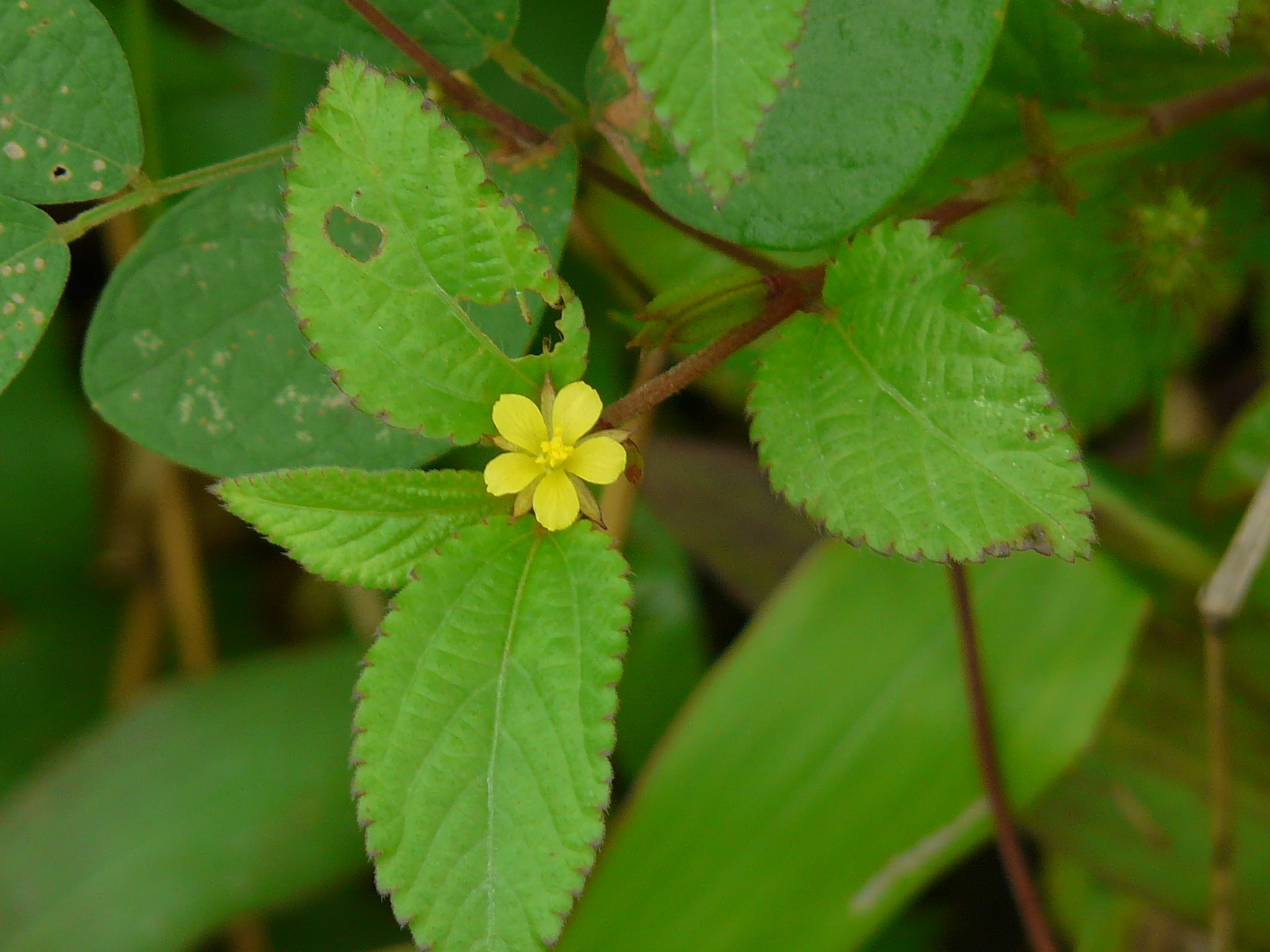 Corchorus aestuans L.