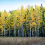 birch-trees-1030881_960_720