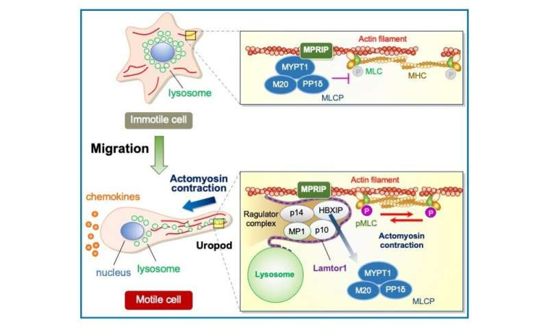 The molecular underpinnings of immune cell migration