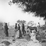 James_Hopkinsons_Plantation_Slaves_Planting_Sweet_Potatoes