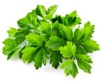 cilantro leaves 3