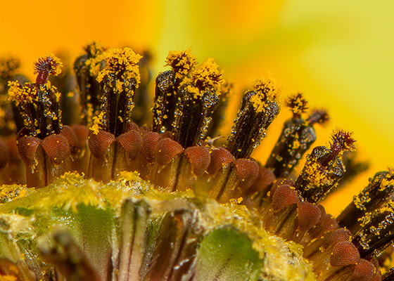 Close-up showing both make and female flower structures