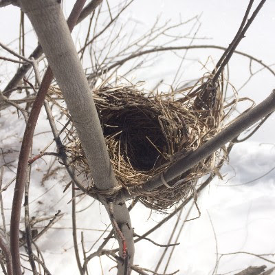 Blackbird nest in March (photo by K Talmage 2017)