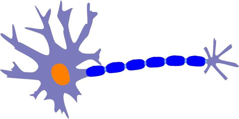 neuron