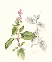 Plant Drawing and Watercolor