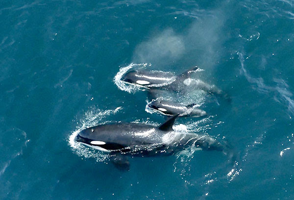 Three orcas in California