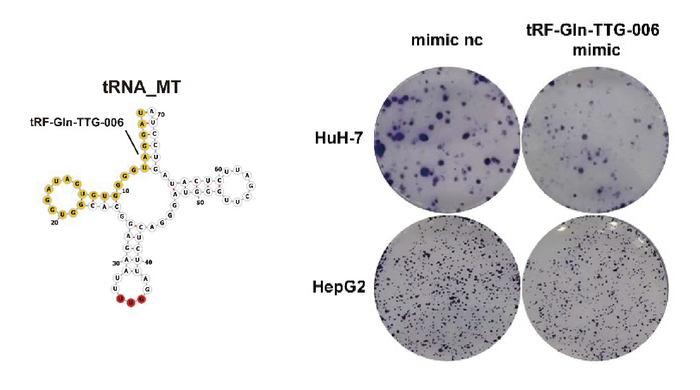 Researchers identified a new tsRNA in blood to improve liver cancer diagnosis