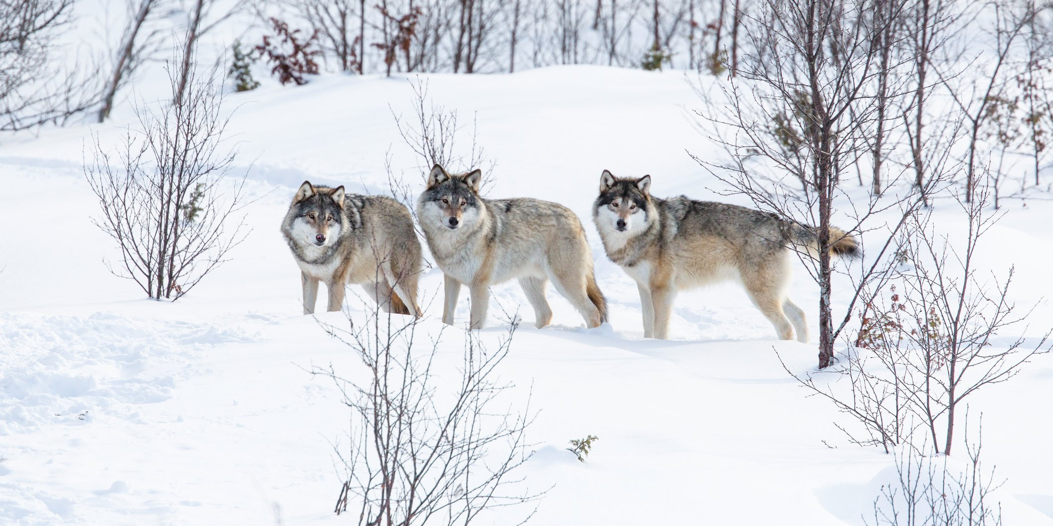 A group of three wolves standing in the snow