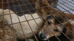 Why China needs to stop dog meat festival