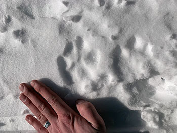 Tracks from a mountain line are shown in the snow in the Upper Peninsula.