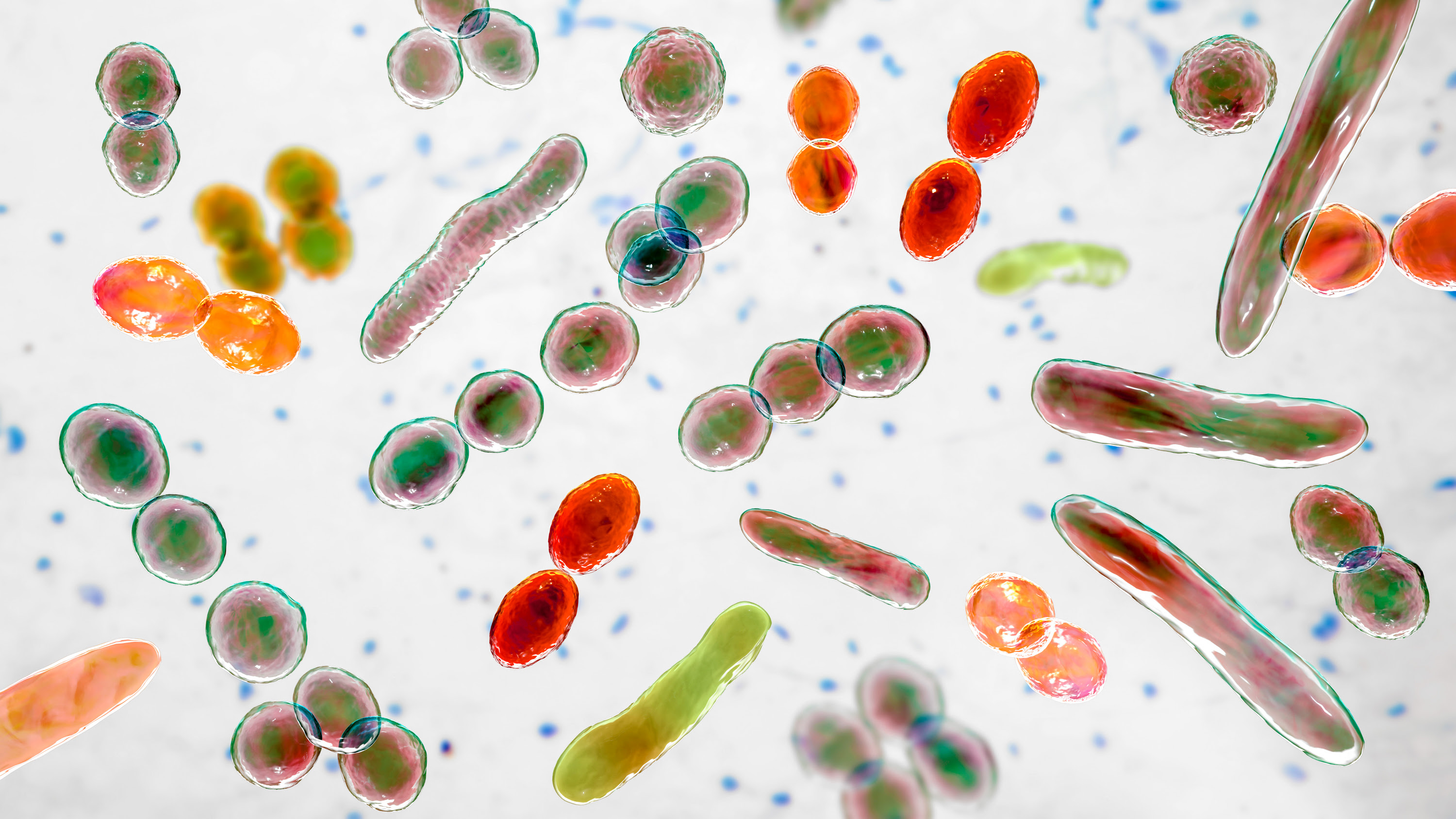 Computer illustration of bacteria of different shapes, including cocci and rod-shaped bacteria.