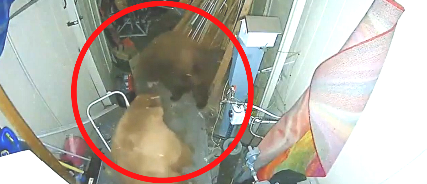 Two Bears Caught On Camera Brawling In Family Home