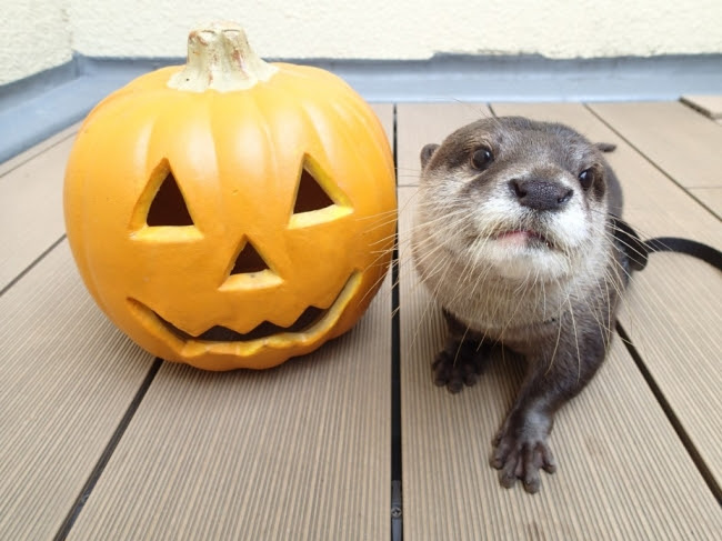 カワウソ・グリーティングタイム~ハロウィンver.~
