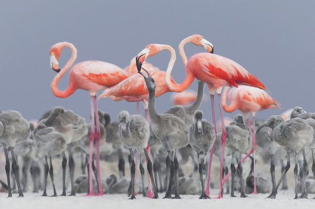 Ngắm ảnh thiên nhiên tuyệt đẹp đoạt giải của NatGeo năm 2017 - Ảnh 2.