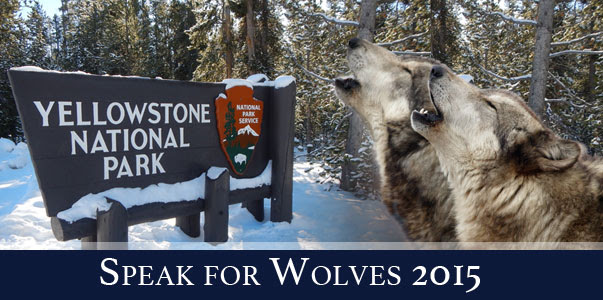 Speak for Wolves video