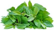 Chocolate Mint Information and Facts