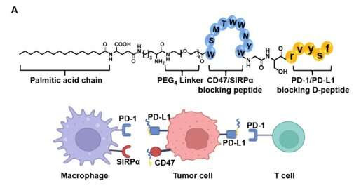 Design of a novel chimeric peptide via dual blockade of CD47/SIRPα and PD-1/PD-L1 for cancer immunotherapy