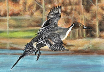 image of an acrylic painting showing a black, grown and white duck in flight over blue water, thin, tan trees in background