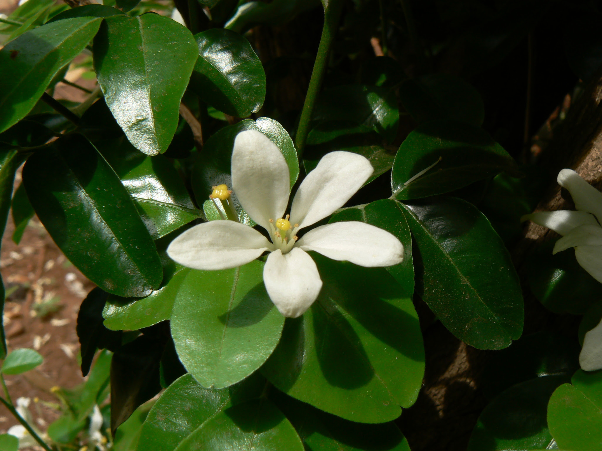 Murraya paniculata (L.) Jack