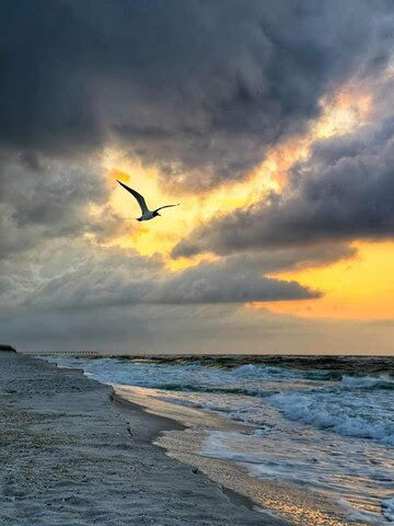 Beach-Bird