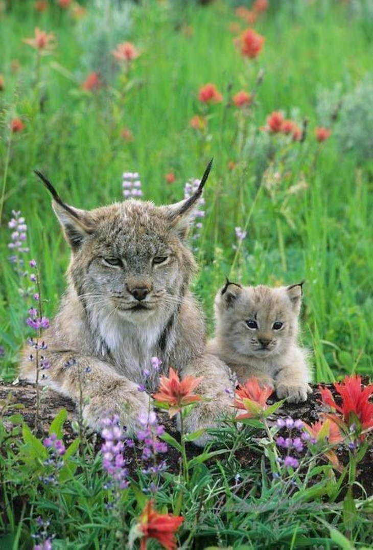 Nature’s Wonders baby lynx and its mother
