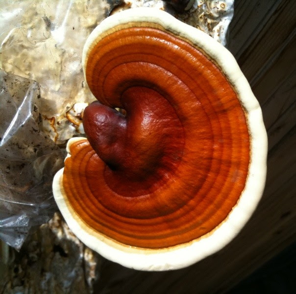 Reishi, the Mushroom of Immortality: Miraculous Health Benefits! Heal Cancer, Slow Aging, Regrow Hair, Control Diabetes, Strengthen Immunity