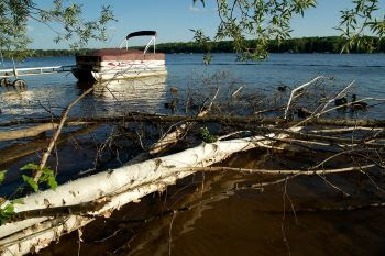 Freshwater shoreline featuring foliage, a fallen birch log and a pontoon boat with forest in the distance.