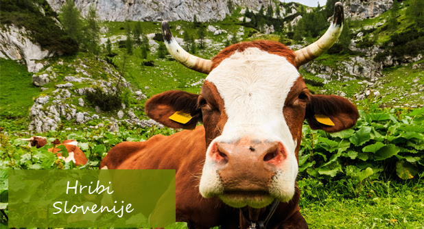 Hribi Slovenije