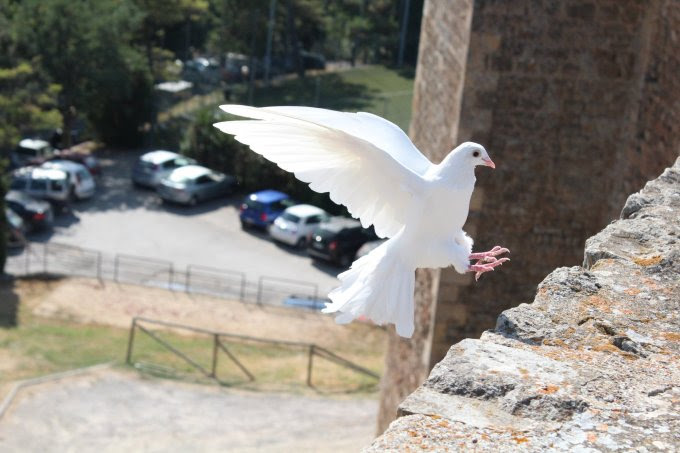 Neuvaine à St Joseph - Regard chrétien sur le travail!! Bird-465816