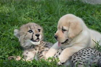 This Puppy And Cheetah Cub Are Going To Be Raised As Brothers Puppy-and-cheetah-cub-bffs-2-19251-1473285110-1_bi