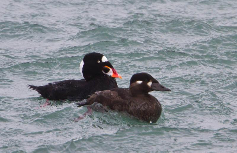 File:Surf Scoter-male and female-3.jpg