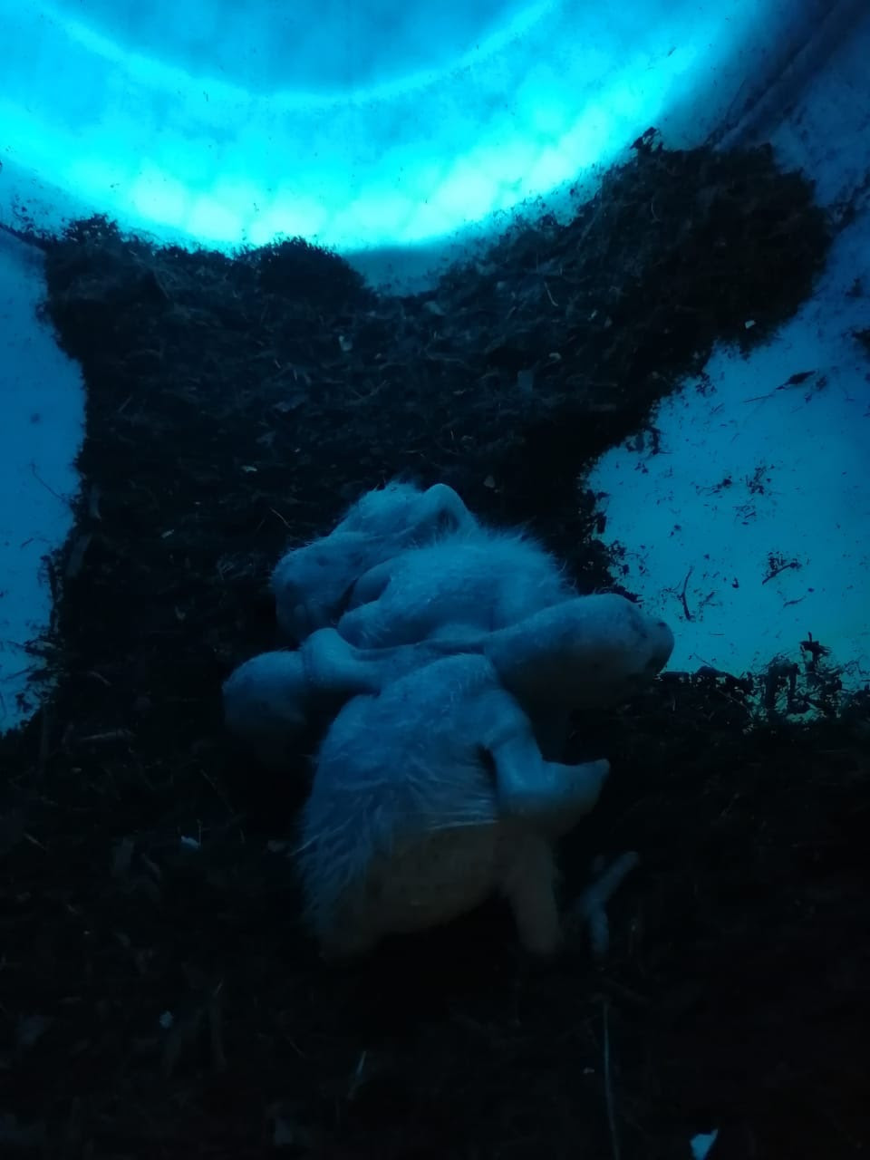 Three featherless baby macaws in a blue container