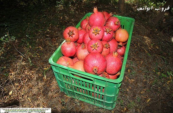 موسم قطف الرمان في لورستان