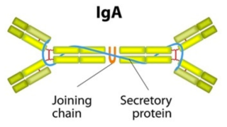 IgA antibody