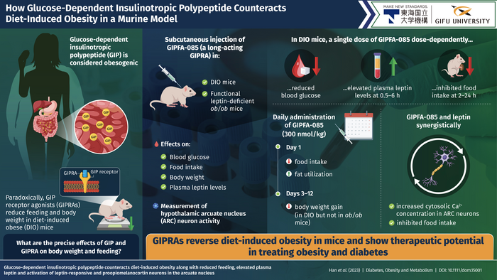 Role of glucose-dependent insulinotropic polypeptide (GIP) in preventing diet-induced obesity in a mouse model