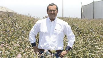 Inka’s Berries incursionará en producción de palta como segundo producto de exportación