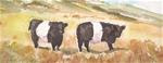 Belted Galloways, Westcliffe, Colorado - Posted on Saturday, February 7, 2015 by jean krueger